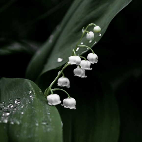 Meet your Posher, Bohemian Reign - Picture 1 of 1